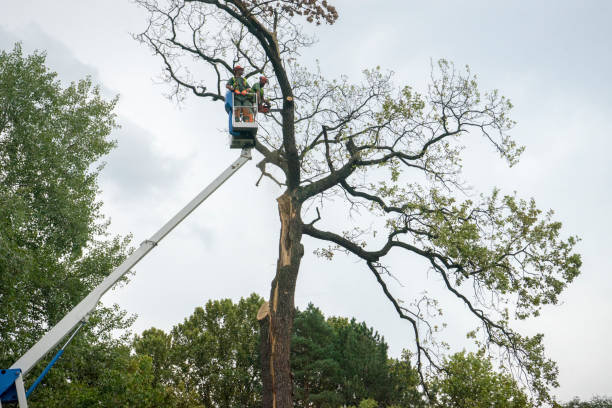 Best Arborist Consultation Services  in Selmer, TN