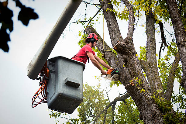 How Our Tree Care Process Works  in  Selmer, TN