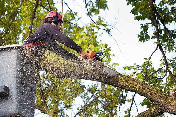 Best Fruit Tree Pruning  in Selmer, TN