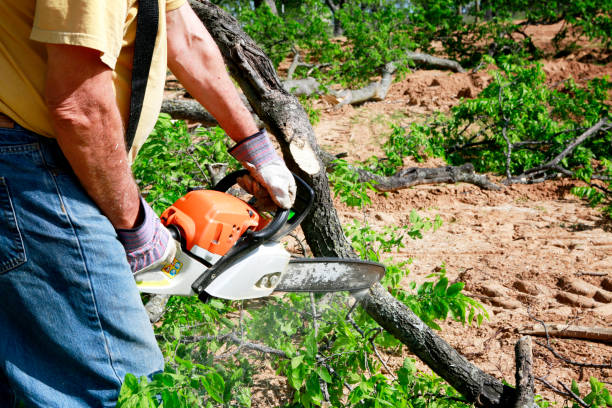 Best Root Management and Removal  in Selmer, TN